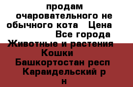 продам очаровательного не обычного кота › Цена ­ 7 000 000 - Все города Животные и растения » Кошки   . Башкортостан респ.,Караидельский р-н